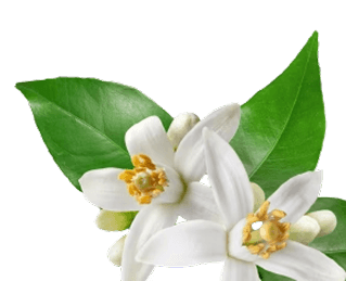 Citrus Aurantium