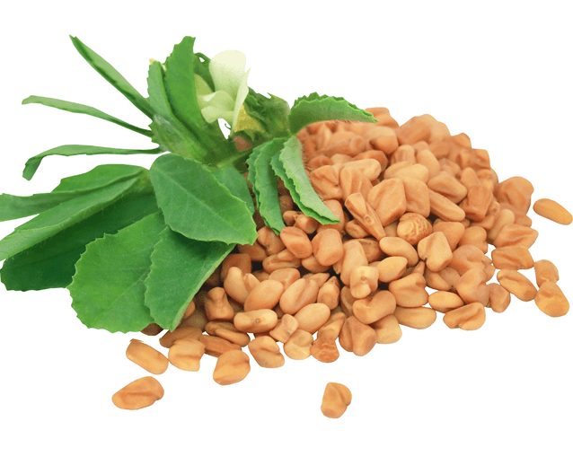 Fenugreek