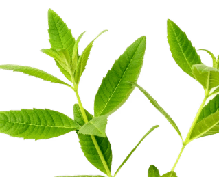 Lemon Verbena