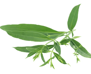 Chirata